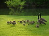 Geese and goslings
