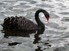 swan-ing on the river2