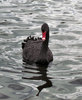 swan-ing on the river3