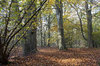 Beech trees in autumn 02