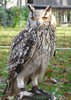 Bengal Eagle Owl