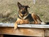 Resting dog