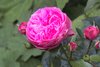 red rose