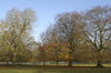Parkland in autumn