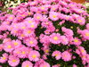 aster