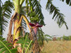 banana tree