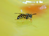 wasp 2