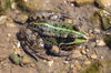 Frog Prince 1
