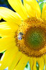 Sunflowers and bees 2