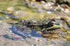 Frog Prince 3