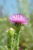 Thistle