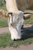Cow 2