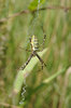 Stripy spider 2