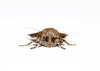 Moth 2