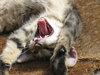 lazy kitten
