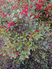 Holly