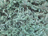 Foliage