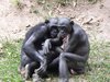 bonobo chimpanzees