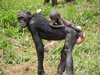bonobo chimpanzees
