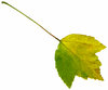 Leaf 20