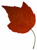 Leaf 17