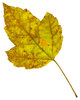 Leaf 24