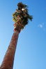 Palm Tree