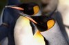 Penguins