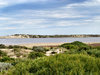 sand-dune vegetation2