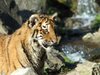 Young Tiger