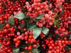 Christmas Berries for decorati