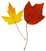 Red and Yellow