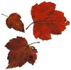 Red Leaves