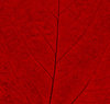 Leaf Texture 5
