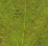 Leaf Texture 1