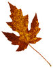 Leaf 26