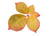 Autumn leaves