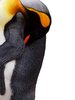 Sleeping penguin