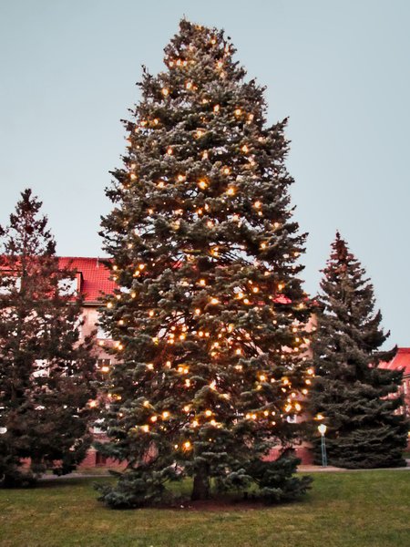 Free stock photos - Rgbstock - Free stock images | huge christmas tree