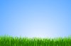 Vector Grass