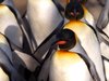 Penguins in a row