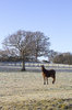 Winter field