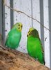 Green Budgies