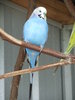 Blue Budgie