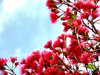 red gum tree buds & blossoms
