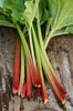 Rhubab