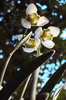 Snowdrop clusters