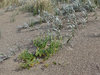 dunes reclamation5