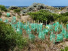 dunes reclamation1