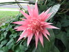 Bromeliad Flower